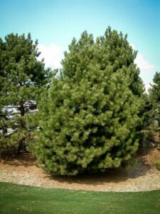 Сосна Чёрная (Pinus Nigra) купить по цене от 270.00р. в интернет-магазине «Посадика» с доставкой почтой в в Цимлянске и по всей России – [изображение №1].