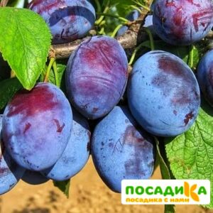 Слива Чачакская ранняя купить по цене от 229.00р. в интернет-магазине «Посадика» с доставкой почтой в в Цимлянске и по всей России – [изображение №1].