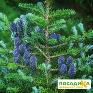 Пихта корейская (Abies koreana) купить по цене от 450.00р. в интернет-магазине «Посадика» с доставкой почтой в в Цимлянске и по всей России – [изображение №1].