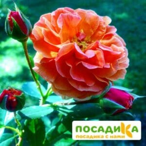 Роза Арабия купить по цене от 350.00р. в интернет-магазине «Посадика» с доставкой почтой в в Цимлянске и по всей России – [изображение №1].