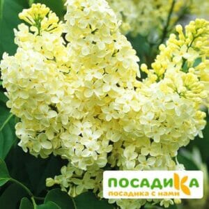 Сирень Примроуз (Primrose) купить по цене от 529.00р. в интернет-магазине «Посадика» с доставкой почтой в в Цимлянске и по всей России – [изображение №1].