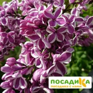 Сирень Сенсация купить по цене от 529.00р. в интернет-магазине «Посадика» с доставкой почтой в в Цимлянске и по всей России – [изображение №1].