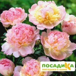 Пион Распберри Сандей (Paeonia Raspberry Sundae) купить по цене от 959р. в интернет-магазине «Посадика» с доставкой почтой в в Цимлянске и по всей России – [изображение №1].