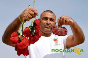 Клубника Гигант Джорнея купить по цене от 266р. в интернет-магазине «Посадика» с доставкой почтой в в Цимлянске и по всей России – [изображение №1].