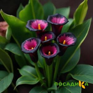 Калла Аура Лейс купить по цене от 400р. в интернет-магазине «Посадика» с доставкой почтой в в Цимлянске и по всей России – [изображение №1].