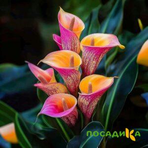 Калла Оникс купить по цене от 450р. в интернет-магазине «Посадика» с доставкой почтой в в Цимлянске и по всей России – [изображение №1].
