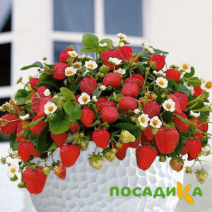 Клубника Рубиновый Шепот (горшечная) купить по цене от 240р. в интернет-магазине «Посадика» с доставкой почтой в в Цимлянске и по всей России – [изображение №1].