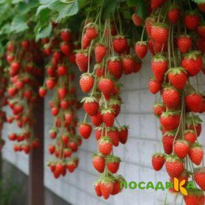 Клубника вьющаяся Комплимент купить по цене от 470р. в интернет-магазине «Посадика» с доставкой почтой в в Цимлянске и по всей России – [изображение №1].
