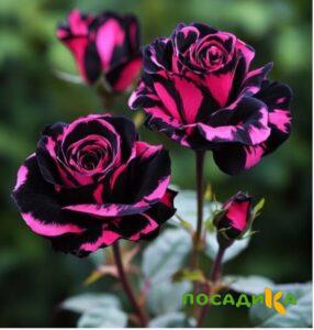 Роза Багровый Шепот купить по цене от 366р. в интернет-магазине «Посадика» с доставкой почтой в в Цимлянске и по всей России – [изображение №1].