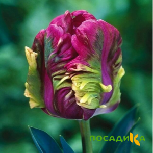 Тюльпан Экзотик Хэвен купить по цене от 186р. в интернет-магазине «Посадика» с доставкой почтой в в Цимлянске и по всей России – [изображение №1].