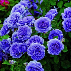 Роза Блю Мун купить по цене от 450р. в интернет-магазине «Посадика» с доставкой почтой в в Цимлянске и по всей России – [изображение №1].