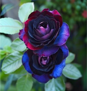 Роза Скарлет Рэвери купить по цене от 489р. в интернет-магазине «Посадика» с доставкой почтой в в Цимлянске и по всей России – [изображение №1].