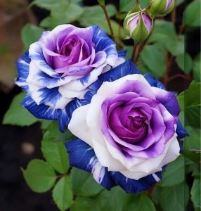 Роза Айвори Каскад купить по цене от 420р. в интернет-магазине «Посадика» с доставкой почтой в в Цимлянске и по всей России – [изображение №1].