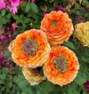 Роза Золотой Мираж купить по цене от 420р. в интернет-магазине «Посадика» с доставкой почтой в в Цимлянске и по всей России – [изображение №1].